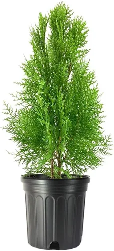 Blue Cone Arborvitae - Planta de tamaño de 1 galón vivo | Follaje azul verdoso vibrante para paisajismo, setos y pantallas de privacidad, tolerante