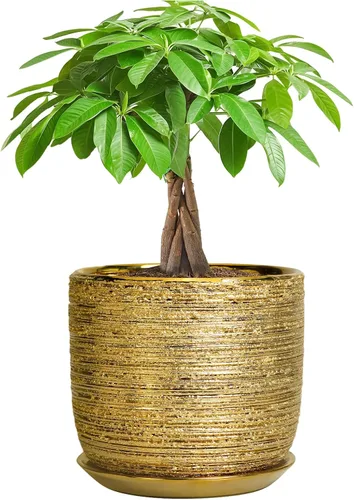 Miniatura 9 de Maceta de Cerámica para Plantas de Interior de 5 Pulgadas - Maceta Redonda para Plantas Suculentas con Agujero de Drenaje y Platillo, Decoración