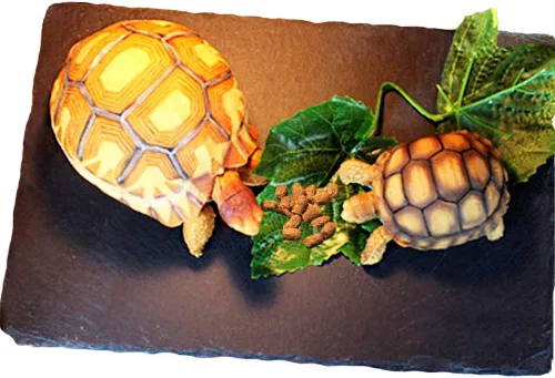 Tfwadmx Plataforma para tomar el sol de reptiles, área de baño de tortuga, área de baño de tortuga, placa de roca original, uñas de molienda,