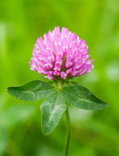 Miniatura 2 de Semillas de trébol rojo (25 libras) – Elige el tamaño. Semillas prémium de Willamette Valley, cultivadas en Oregon, sin rellenos, sin