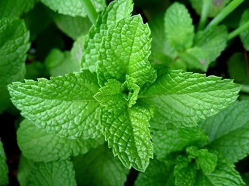 Miniatura 4 de Hierba de jardín de menta de Seed Kingdom BULK 1 oz Semillas
