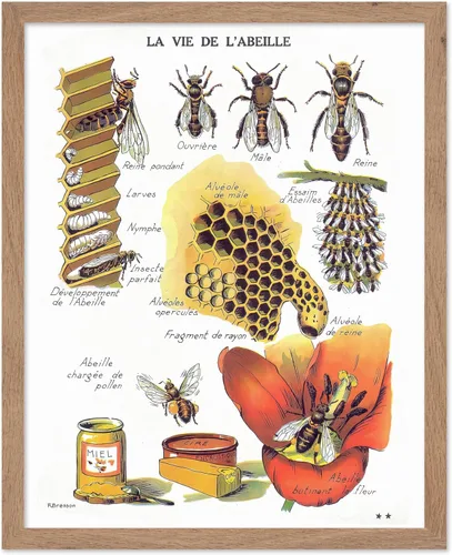 Miniatura 75 de Poster Master Póster vintage de miel, impresión retro de La Vie De L'Abeille, arte de panal de abeja, arte de pared de abeja, regalo para hombres