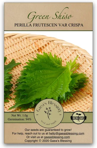 Gaea's Blessing Semillas verdes de Shiso (Perilla), semillas tradicionales sin OMG con instrucciones de siembra fáciles de seguir, Kaori Ao Shiso,