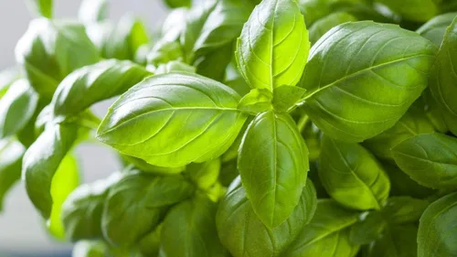 Miniatura 2 de Semillas Albahaca Verde Limón