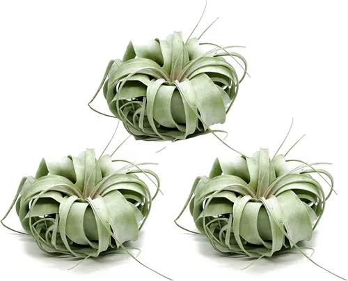 Miniatura 26 de ragnaroc Plantas de aire – Tillandsia Xerographica, gigante de 9-14 pulgadas – 1 unidad – Llegada viva garantizada – Plantas