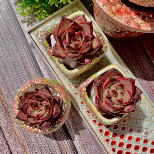 Miniatura 4 de Echeveria agavoides Romeo - Kit de suculentas, con maceta de plástico, 1 cabeza de 2 pulgadas, planta viva de 2 pulgadas, suelo comprimido y guía