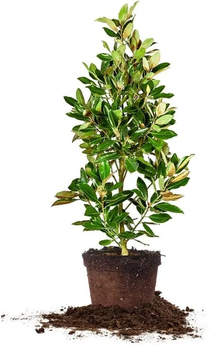 Little GEM Magnolia - Tamaño: 2-3 pies, planta viva, incluye fertilizante de mezcla especial y guía de plantación