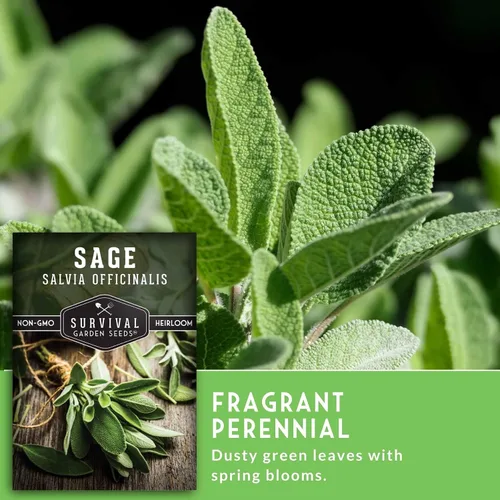 Miniatura 4 de Semillas de salvia culinaria común (Salvia Officinalis) para plantar (1 paquete) Reliquia, Cultivo en Contenedores y Jardines de Hierbas