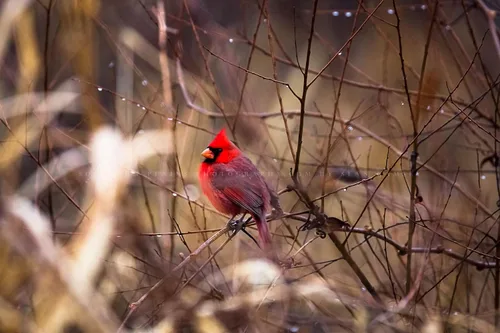 Nature Photography Print (Not Framed) Picture of Red Cardinal Sitting on Branch Surrounded by Raindrops on Winter Day in Oklahoma Bird Wall Art