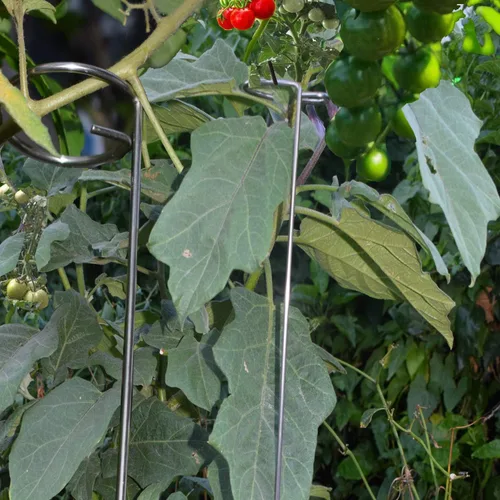 Miniatura 6 de Estacas para plantas de 30 pulgadas o 16 pulgadas para flores, paquete de 5 (bricolaje), anillos de soporte de jaula de plantas de acero inoxidable
