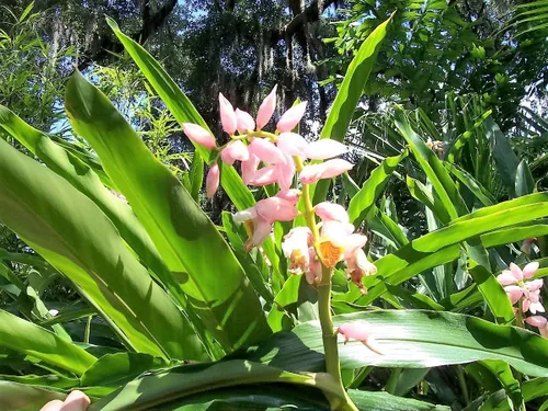 Miniatura 2 de 5 semillas de hierba KAT Jengibre Rosa y Amarillo Alpinia Katsumadai Hayata Flower