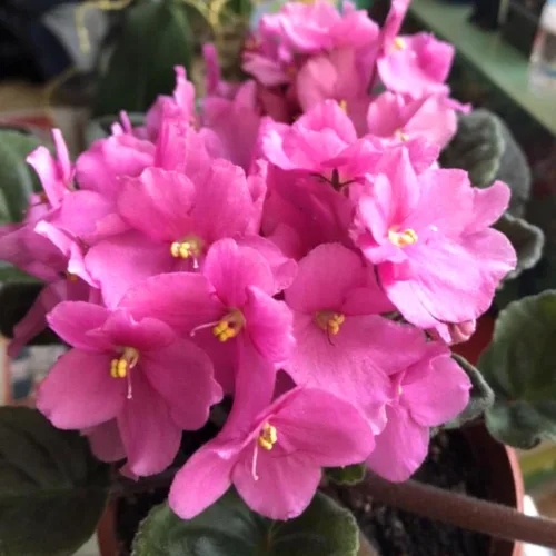 Miniatura 2 de Violetas africanas vivas, plantas de violeta africana, plantas vivas de interior, 4 en maceta, de 4 a 6 pulgadas de largo (rosa)