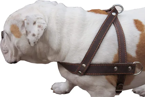 Miniatura 2 de Perro Arnés Pulling Walking de piel color café grande. 31"-35" Pecho, 1.5" tirantes anchos