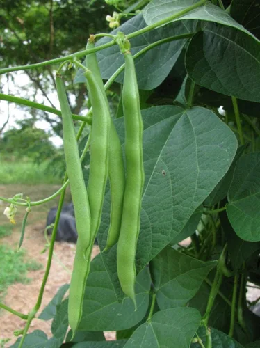 Más de 100 semillas de frijol Blue Lake Pole para plantar semillas orgánicas de reliquia no transgénica, 1 onza de semillas de jardín, vegetales,