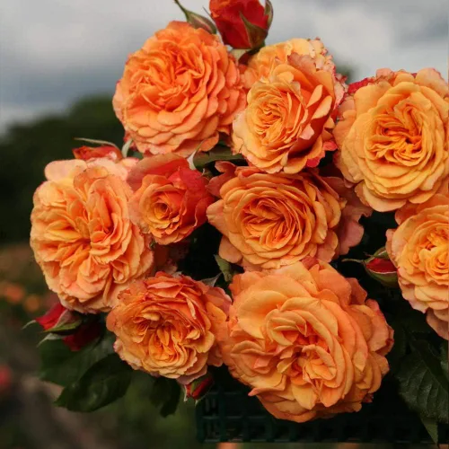 Rosas Heirloom Grandiflora, planta de raíz propia viva para jardín al aire libre, Sunbelt® Crazy Love™, Moderadamente fragantes, Zonas de