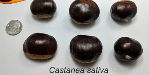 Miniatura 3 de 6 semillas de castaño para plantar