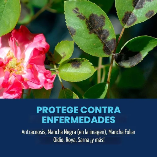 Miniatura 3 de Bayer Advanced 701290 insecticida para enfermedad de insectos 3-en-1 y control de ácaros listo para usar, 24 onzas