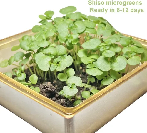 Miniatura 4 de 2026 EarlyBird-200 Semillas de perilla, semillas sin OMG para brotar, semillas de vegetales tradicionales para plantar. Grandes semillas
