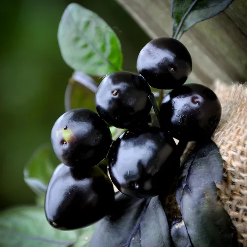 Miniatura 2 de Paquete de semillas prémium de pimiento picante Black Pearl para plantar + más