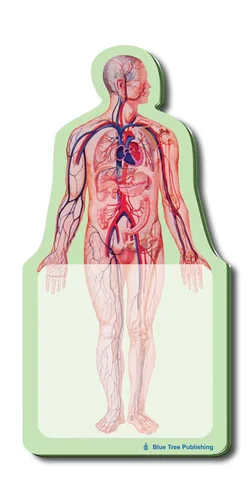 Miniatura 2 de Notas Adhesivas de Anatomía