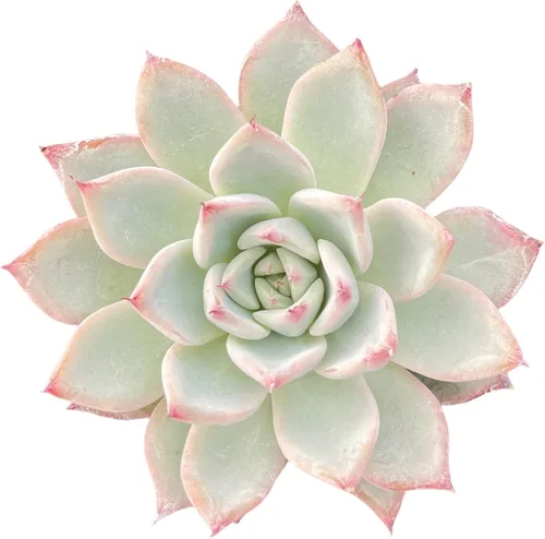 Miniatura 3 de Sprout N Green Echeveria 'Aranjuez', planta suculenta viva totalmente enraizada en maceta de 2 pulgadas, planta para interiores y exteriores, hogar