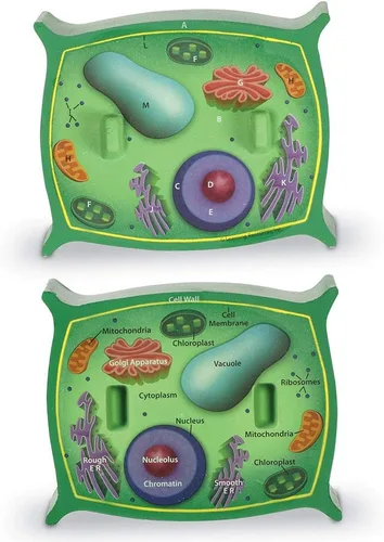 Miniatura 3 de Learning Resources Modelo de células vegetales de sección transversal, anatomía de plantas, accesorios para aula de ciencias, 2 piezas de espuma