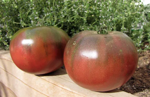 Miniatura 5 de Semillas de tomate elefante negro - Vegetal de reliquia - Sin OMG