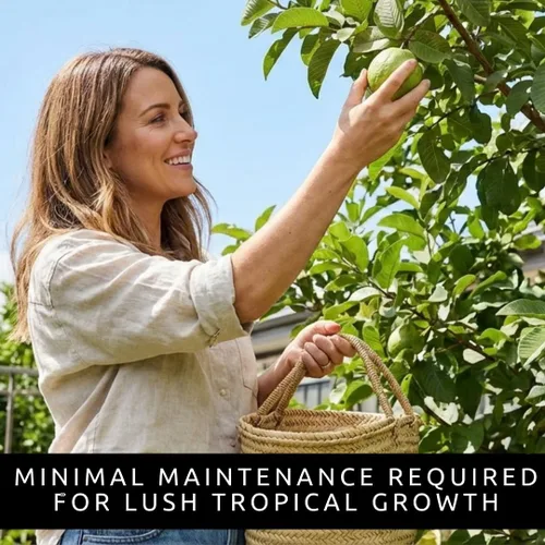 Miniatura 4 de Semillas de árbol bonsái de fruta de guayaba – 50 semillas para cultivar – Fruta tropical exótica y deliciosa. Ideal para árbol bonsái vivo