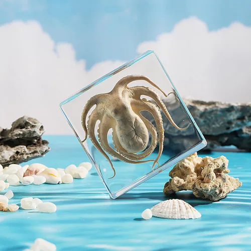 Miniatura 8 de Pulpo de taxidermia, especímenes de pulpo real, espécimen de animales en resina para educación científica en el aula, gran regalo para fanáticos