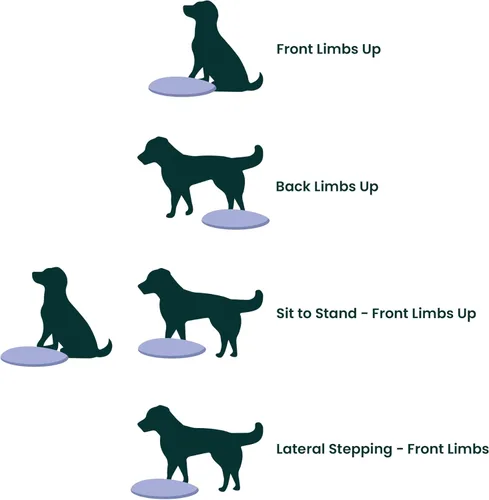 Miniatura 5 de FitPaws® Disco de equilibrio para perros, 22 pulgadas, Razzleberry Equipo de ejercicio para perros Herramienta de entrenamiento para fuerza