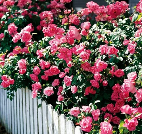 Miniatura 7 de Más de 100 semillas de rosa rosa trepadoras para plantar al aire libre, planta con flores perennes para enrejados, cenadores, bordes de jardín
