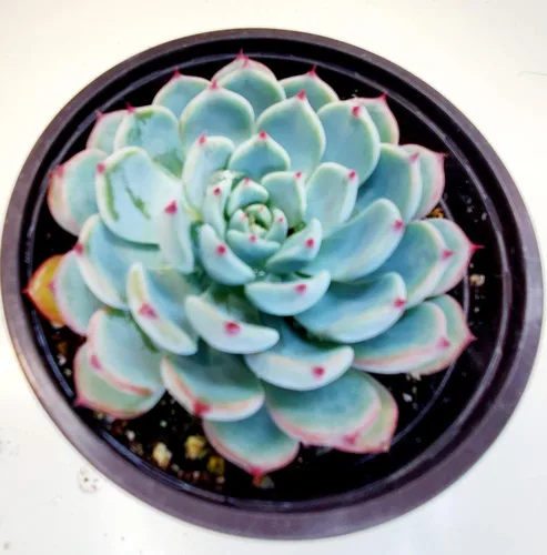 Miniatura 24 de Cadena de perlas (Senecio Rowleyanus) - Plantas vivas rastreras totalmente enraizadas y en floración - Rara planta de interior para decoración