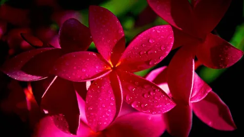 Miniatura 2 de 4 esquejes de plantas de Plumeria hawaiana, colores mezclados, rosa, amarillo, blanco, rojo, aprox. 10 pulgadas de largo cada Kanoa Hawaii
