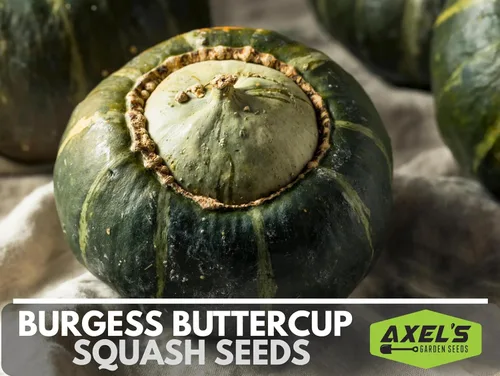 Miniatura 3 de Semillas de calabaza de invierno para plantar – Planta y cultiva calabaza Burgess Buttercup – Instrucciones para plantar un jardín de verduras