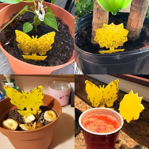 Miniatura 7 de Pack de 120 trampas adhesivas para moscas de la fruta, trampas pegajosas para interiores para matar mosquitos y mosquitos voladores, trampa