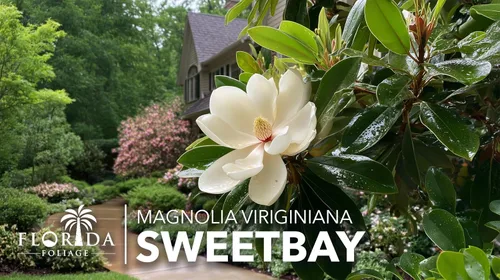 Miniatura 2 de Sweetbay Magnolia Virginiana 3 plantas vivas Flores blancas fragantes, árbol de paisaje versátil, tolerante a la sombra, plantación