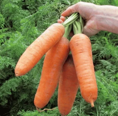 Miniatura 2 de Semillas Zanahoria Red Giant - Vegetales de reliquia - Sin OGM