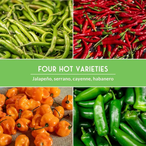 Miniatura 5 de Paquete variado de semillas de pimiento picante para plantar 4 variedades: jalapeño, serrano, cayena y habanero – chiles tradicionales picantes