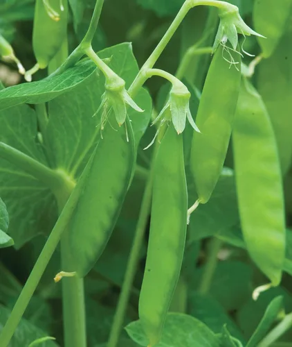 Miniatura 6 de Burpee Sugar Snap Pea Seeds 300 semillas