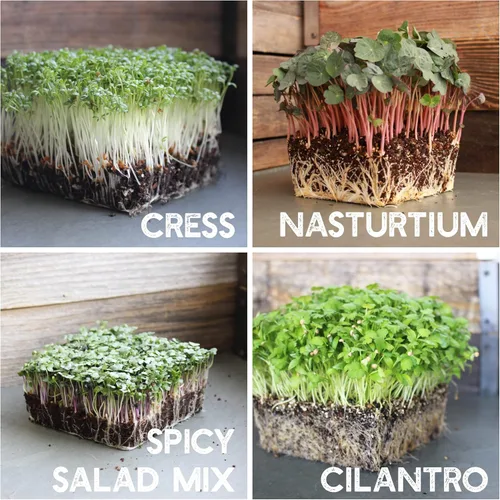 Miniatura 7 de Kit de semillas de microverdes de 12 variedades - Semilla de brócoli para germinado más rábano morado, remolacha, microverdes de girasol, guisantes