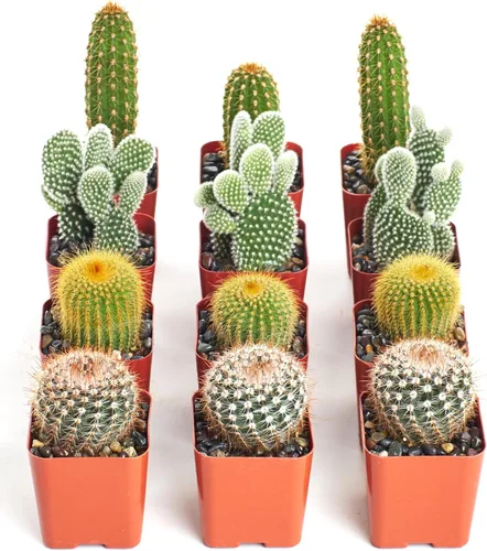 Shop Succulents | Can't Touch This Collection | Surtido de plantas de cactus de interior vivas seleccionadas a mano, totalmente arraigadas, paquete