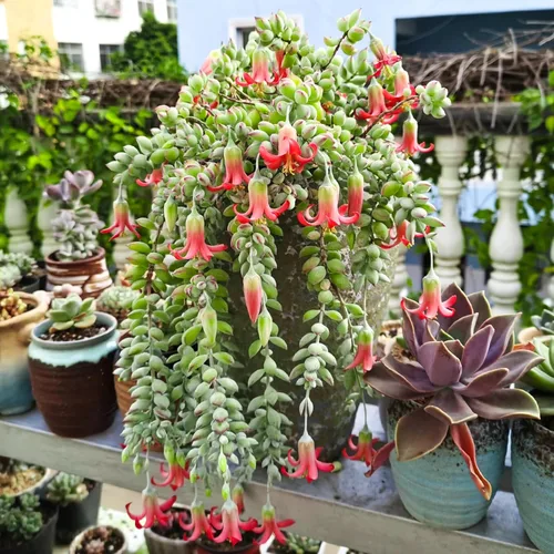 Miniatura 9 de Cotyledon Pendens de 4 pulgadas, suculenta viva completamente enraizada en macetas con mezcla de tierra, planta doméstica rara para la decoración