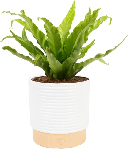 Miniatura 11 de Costa Farms Helecho Kimberly Queen, planta viva de interior, en maceta, de 2 a 3 pies de alto Helecho Reina Kimberly