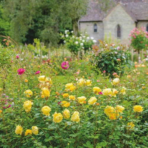 Miniatura 6 de Rosas arbustivas inglesas de reliquia, planta de raíz propia viva para jardín al aire libre, esposa del poeta, excepcionalmente fragantes, zonas