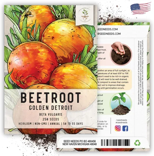 Miniatura 6 de Seed Needs, Golden Detroit - Semillas de remolacha – 250 semillas tradicionales para plantar beta vulgaris – Cultiva un jardín al aire libre sin OMG