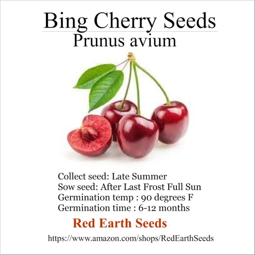 5 semillas de cereza Sweet Dark Bing - Prunus avium (cultivadas orgánicamente)