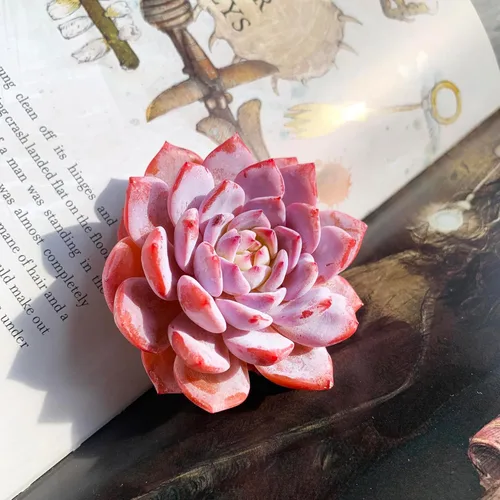 Miniatura 3 de Generic Echeveria - Plantas suculentas vivas raras de peonía rosa, 1 cabeza de 3 pulgadas, color rojo, raíz desnuda sin maceta y tierra, 1/3/7
