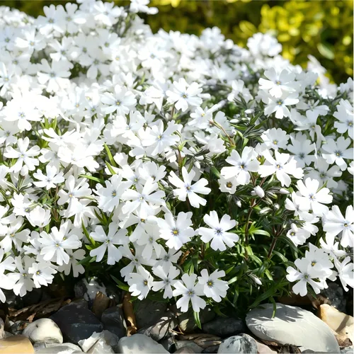 Miniatura 6 de CarpetC - Más de 1000 semillas de Phlox blancas para plantar, flores de verano fragantes de hoja perenne rastreras Phlox subulata, cubierta