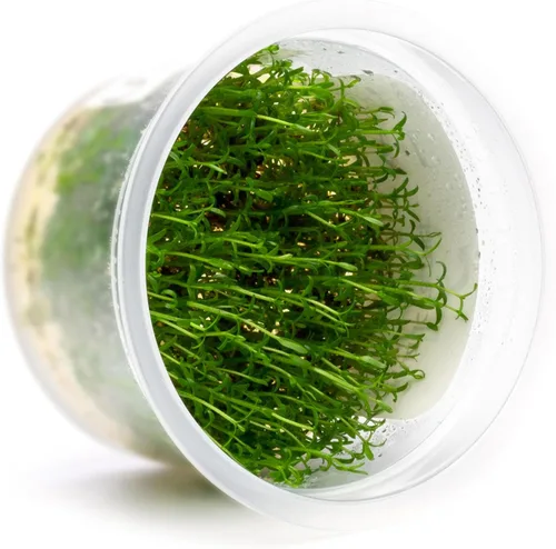 Miniatura 51 de Planta viva SubstrateSource - Hierba enana Eleocharis Belem cultivada en tejidos acuáticos para acuario - 100% libre de caracoles en copa in vitro