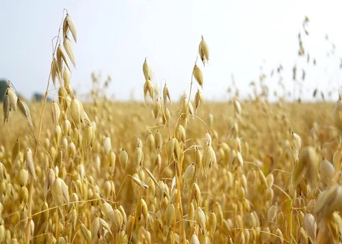 Miniatura 3 de CZ Grain Semillas de parcela de alimentos para plantar: cultiva alimentos para ciervos, pavos, alces, fesantes, codornices y otros animales Cebada